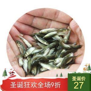 龍魚苗吃什么長得快些：龍魚苗在成長過程中要想讓它們長得快一些，就需要選擇合適的食物投喂