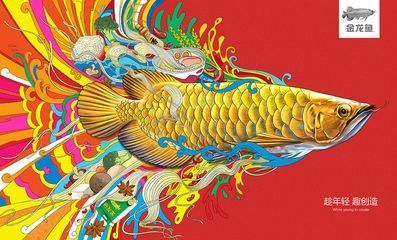 金龍魚(yú)圖畫(huà)大全大圖：金龍魚(yú)圖片專輯