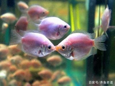 龍魚和招財魚：龍魚和招財魚可以一起飼養(yǎng)嗎？