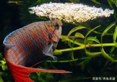 龍魚和招財魚：龍魚和招財魚可以一起飼養(yǎng)嗎？