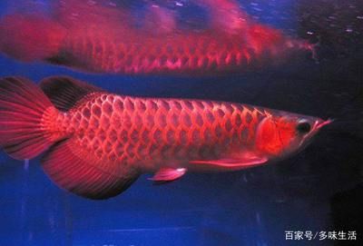 最好的紅龍魚：紅龍魚價(jià)格差異巨大，極品紅龍魚價(jià)格高達(dá)數(shù)十萬元