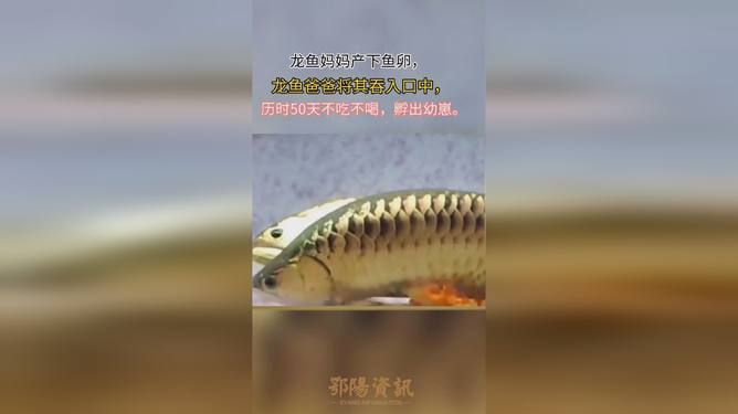 龍魚買回來15天不吃沉底能活嗎：龍魚15天不吃沉底能活嗎