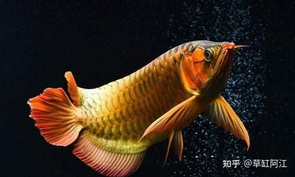 養(yǎng)龍魚(yú)養(yǎng)什么顏色有利財(cái)運(yùn)呢：養(yǎng)龍魚(yú)時(shí)選擇金色、紅色、銀色或白色的魚(yú)可能會(huì)對(duì)財(cái)運(yùn)產(chǎn)生影響 龍魚(yú)百科 第3張