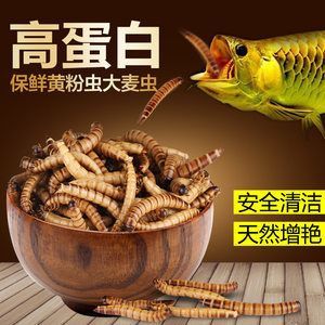 龍魚能吃面包蟲干嗎 龍魚百科 第1張