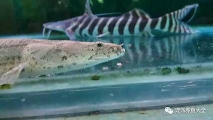 龍魚活化石：龍魚，被譽為“魚類活化石” 龍魚百科 第2張