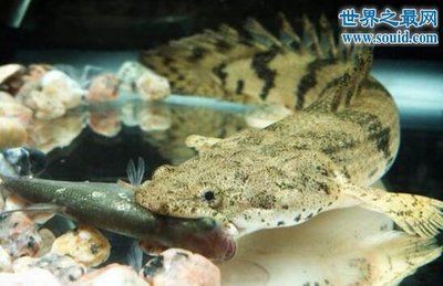 龍魚活化石：龍魚，被譽為“魚類活化石” 龍魚百科 第3張