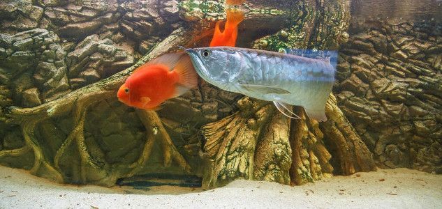 老孫龍魚 背景介紹圖：老孫龍魚的相關視頻 龍魚百科 第1張