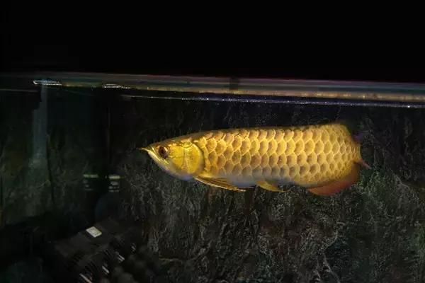 龍魚縮鰭怎么調整：關于龍魚縮鰭的調整方法 龍魚百科 第1張