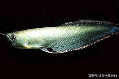 龍魚(yú)體型分類(lèi)：關(guān)于龍魚(yú)的體型分類(lèi) 龍魚(yú)百科 第2張