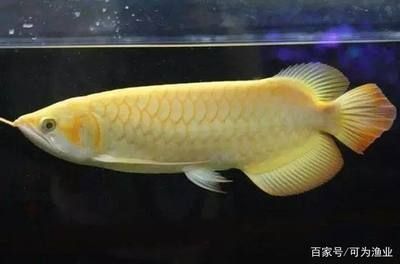 龍魚(yú)體型分類(lèi)：關(guān)于龍魚(yú)的體型分類(lèi)