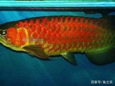 龍魚尺寸與魚齡有關嗎：龍魚尺寸與魚齡有關嗎？ 龍魚百科 第2張