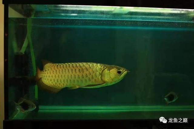 龍魚尺寸與魚齡有關嗎：龍魚尺寸與魚齡有關嗎？ 龍魚百科 第3張