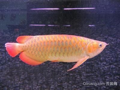 紅龍魚級別：紅龍魚并沒有像金龍魚那樣的等級分類