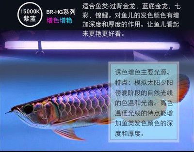 龍魚長度是怎么算的：如何計算龍魚的長度 龍魚百科 第2張