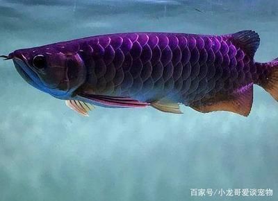 金龍魚怎么分辨是公的還是母的？：金龍魚公母的鑒別方法 龍魚百科 第3張