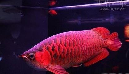 最貴紅龍魚(yú)價(jià)格是多少一條：龍魚(yú)中最貴的品種是血紅龍魚(yú)，血紅龍魚(yú)和辣椒紅龍魚(yú) 龍魚(yú)百科 第1張