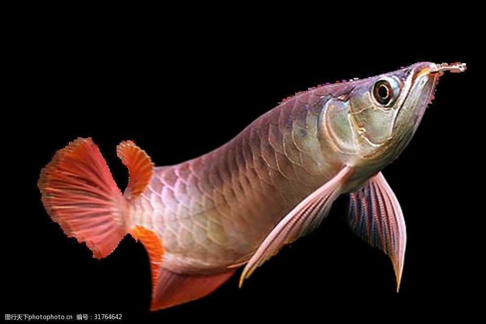 龍魚(yú)吃了白點(diǎn)病小魚(yú)會(huì)怎樣反應(yīng)：龍魚(yú)吃了白點(diǎn)病小魚(yú)會(huì)怎樣反應(yīng)呢？ 龍魚(yú)百科 第2張