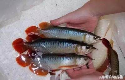 紅龍魚挑選：如何挑選紅龍魚