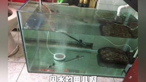 龍魚困水幾天可以換過濾器：養(yǎng)龍魚困水幾天可以換過濾器