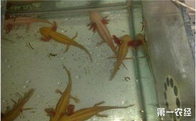 龍魚為什么會(huì)死亡原因有哪些癥狀表現(xiàn)：龍魚死亡的原因及其相應(yīng)的癥狀表現(xiàn)