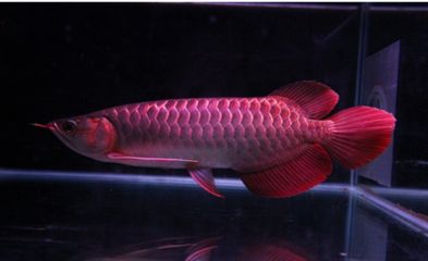 紅龍魚(yú)趴缸需要開(kāi)燈嗎為什么：紅龍魚(yú)趴缸時(shí)是否需要開(kāi)燈以及如何開(kāi)燈 龍魚(yú)百科 第1張