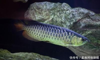 龍魚 沉底：龍魚為什么會沉底