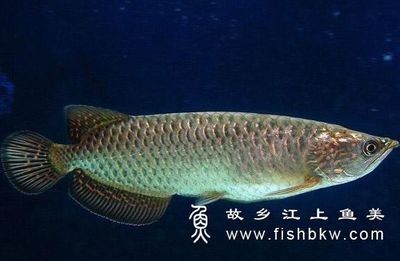 紅龍魚爬背是什么意思_：紅龍魚爬背并不是一個專業(yè)的術語，但在龍魚飼養(yǎng)者的社區(qū)中可能用來描述