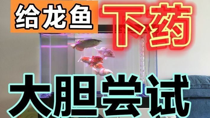 金龍魚黑龍：關(guān)于金龍魚黑龍的飼養(yǎng)方法