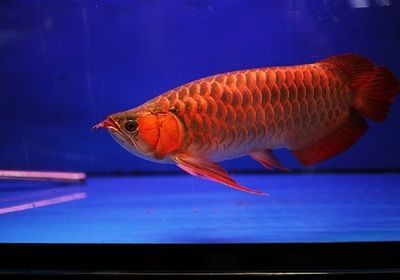 紅龍魚能長多大？活多久？：紅龍魚的體型和壽命都受到飼養(yǎng)環(huán)境的影響