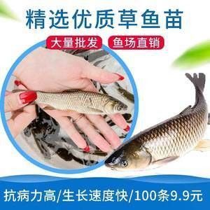 龍魚可以喂草魚嗎怎么喂：龍魚可以喂食草魚嗎 龍魚百科