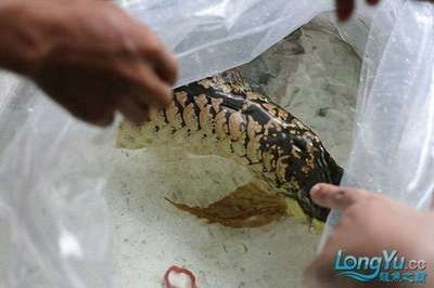 龍魚怎么樣不把原袋子水放進魚缸里呢：龍魚入缸操作過程