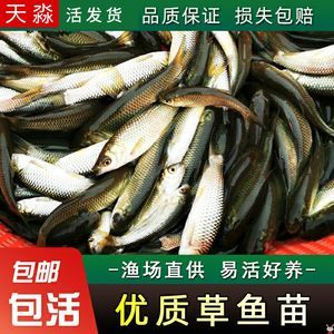 龍魚(yú)會(huì)吃同類(lèi)嗎為什么：龍魚(yú)會(huì)吃同類(lèi)嗎 龍魚(yú)百科 第3張