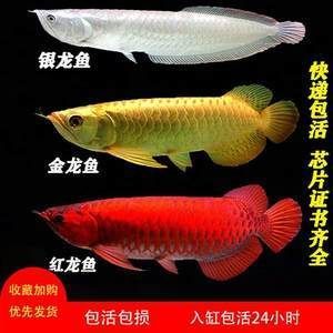 活的金龍魚(yú)多少錢(qián)一條：金龍魚(yú)的價(jià)格因品種、尺寸和等級(jí)而異,具體價(jià)格需要根據(jù)品種和市場(chǎng)行情來(lái)確定