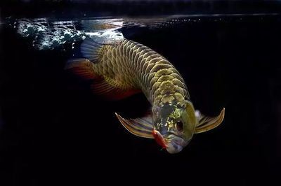 龍魚(yú)買(mǎi)回來(lái)幾天進(jìn)食正常嗎：龍魚(yú)買(mǎi)回來(lái)幾天內(nèi)還沒(méi)有進(jìn)食，不一定表示異常，可能是異常 龍魚(yú)百科 第1張