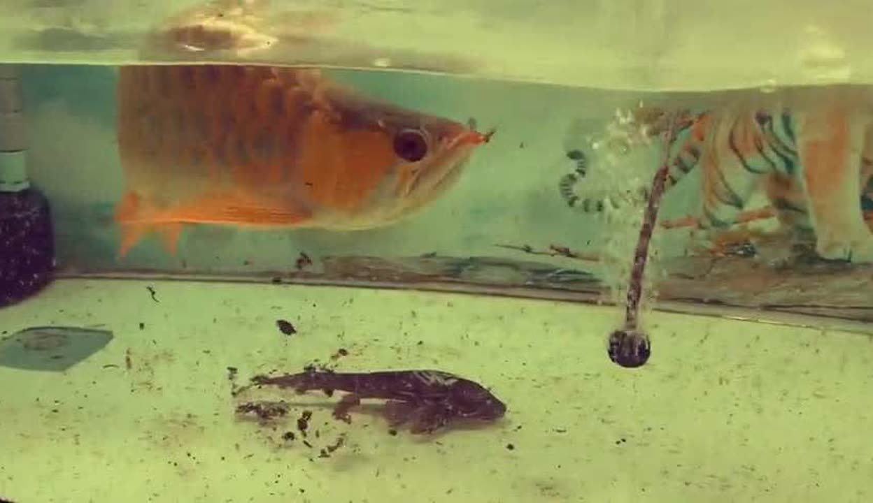 紅龍魚在水面上不游動：紅龍魚在水面上不游動可能由多種因素導致