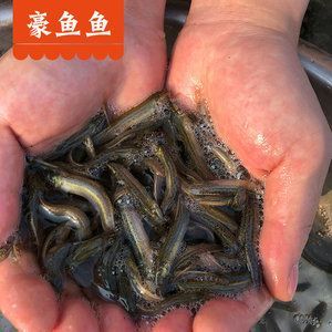 小龍魚能吃泥鰍嗎有毒嗎會(huì)死嗎：小龍魚是否能吃泥鰍以及泥鰍是否有毒或會(huì)導(dǎo)致小龍魚死亡