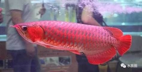 龍魚人工飼料品牌排名榜單：2024年龍魚人工飼料品牌排名