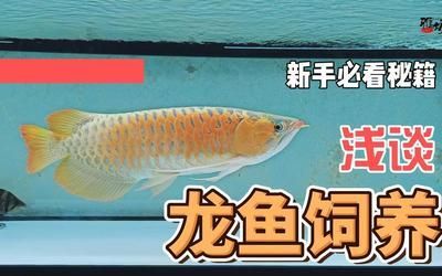 龍魚飼養(yǎng)難度排名前十：龍魚飼養(yǎng)難度排名前十名 龍魚百科 第2張