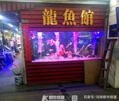 龍魚都市：\