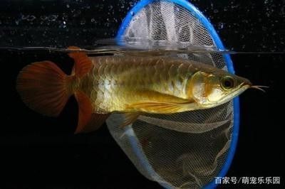 金龍魚擺件的禁忌：擺放金龍魚擺件時需要注意一些禁忌金龍魚擺件需要注意