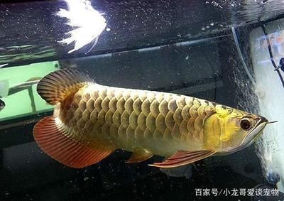 金龍魚(yú)增加金質(zhì)：如何增加金龍魚(yú)的色彩金質(zhì)