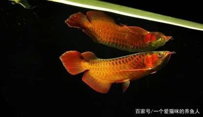 龍魚多少度褪色正常：龍魚多少度褪色 龍魚百科 第1張