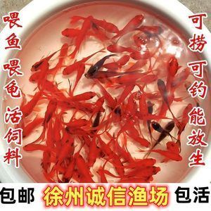 招財(cái)魚和金龍的寓意：招財(cái)龍魚的飲食習(xí)性 龍魚百科