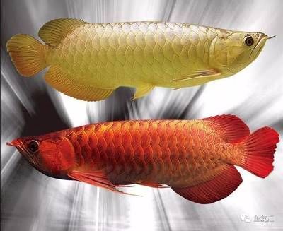 純血紅龍魚從小到大發(fā)色是什么：春季龍魚不吃食可能與以下幾個因素有關(guān)