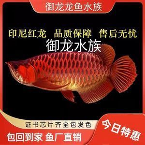 紅龍魚幼苗怎么挑選品種：如何挑選紅龍魚幼苗品種 龍魚百科 第2張