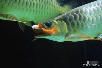 龍魚一般吃什么活食呢：龍魚的主食和喜好 龍魚百科