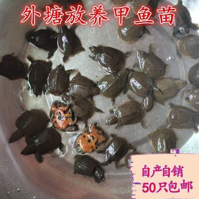 龍魚可以喂甲魚苗嗎怎么喂：龍魚可以喂甲魚苗嗎 龍魚百科 第3張