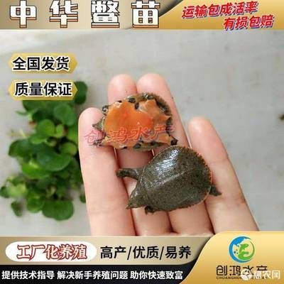 龍魚可以喂甲魚苗嗎怎么喂：龍魚可以喂甲魚苗嗎 龍魚百科 第1張