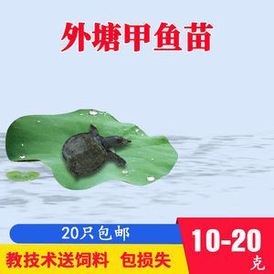 龍魚可以喂甲魚苗嗎怎么喂：龍魚可以喂甲魚苗嗎 龍魚百科 第2張