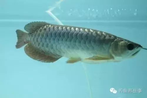 龍魚怎么預(yù)防內(nèi)寄病毒感染?。喝绾晤A(yù)防龍魚內(nèi)寄病毒感染病 龍魚百科 第2張